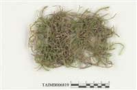 藏品(耳平苔)的圖片